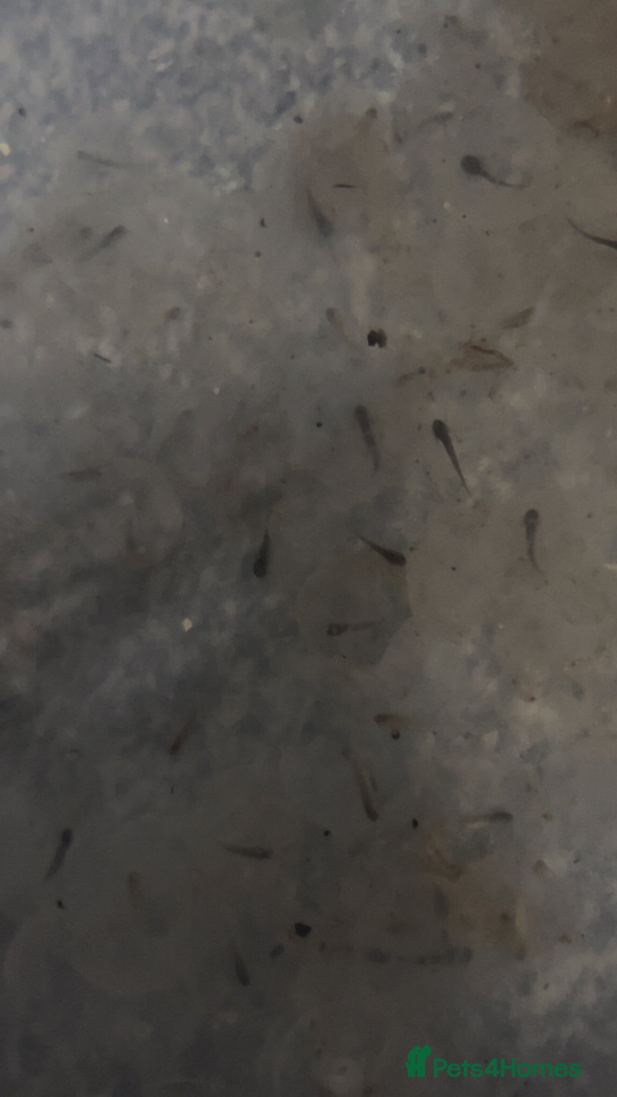 Axolotl reptiles  Axolotl eggs  - Advert 9