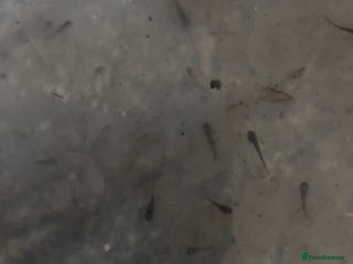 Axolotl reptiles Axolotl eggs - Advert 9