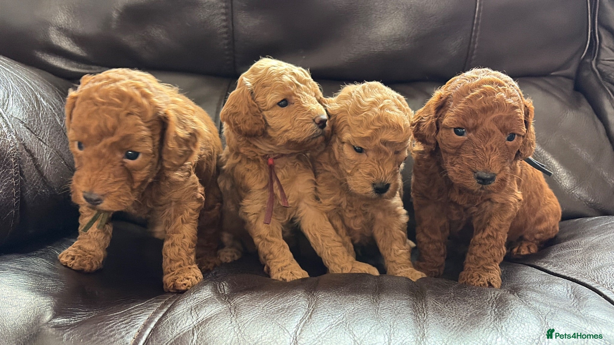 Miniature Poodle dogs KC DNA Health Tested Red Miniature Poodle Puppies - Advert 1