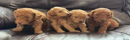 Miniature Poodle dogs for sale: KC DNA Health Tested Red Miniature Poodle Puppies in Glasgow - Advert 1