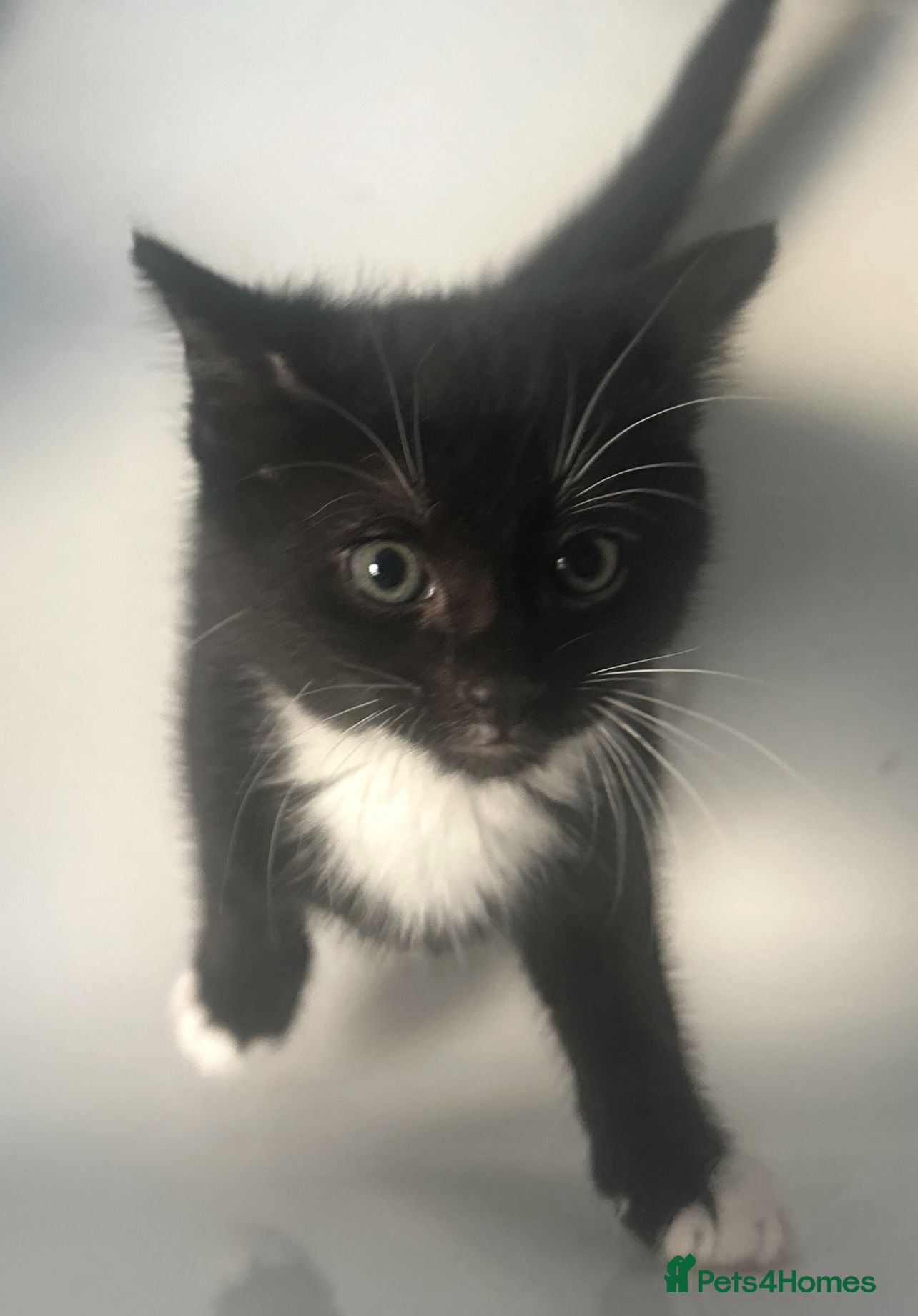 Mixed Breed cats Kittens  - Advert 1