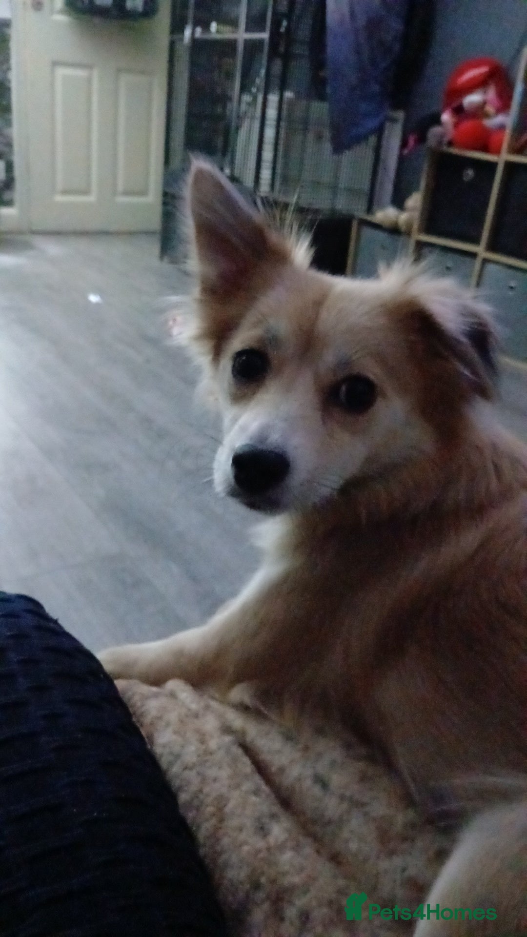 Mixed Breed dogs for sale: Pomchi x frenchie  - Image 1