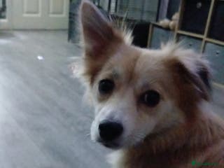 Mixed Breed dogs Pomchi x frenchie - Advert 3