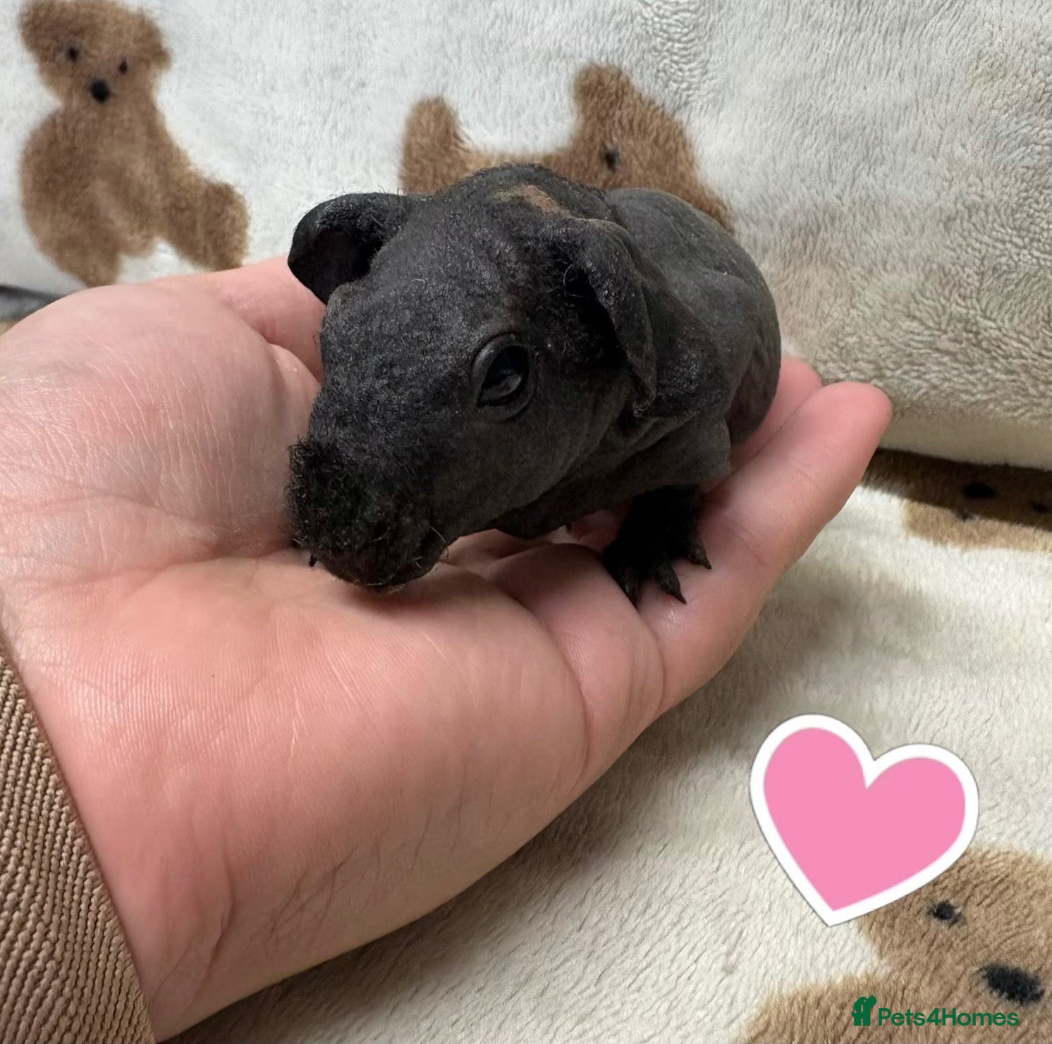 Guinea Pig rodents Skinny pig sows and boars - Rescue - Advert 2
