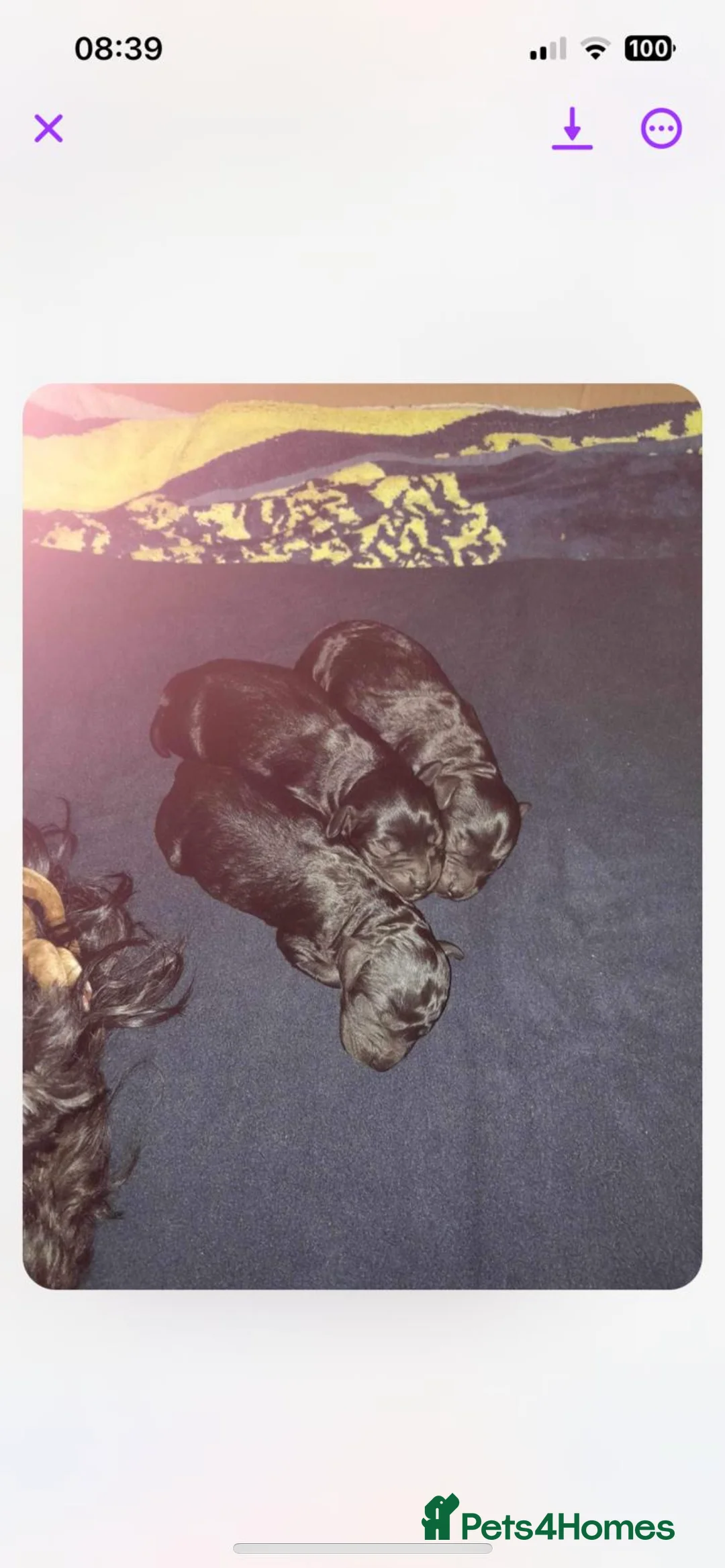 Miniature Poodle dogs for stud: Merlesque Top Gun mahogany mini poodle in Chorley - Advert 11