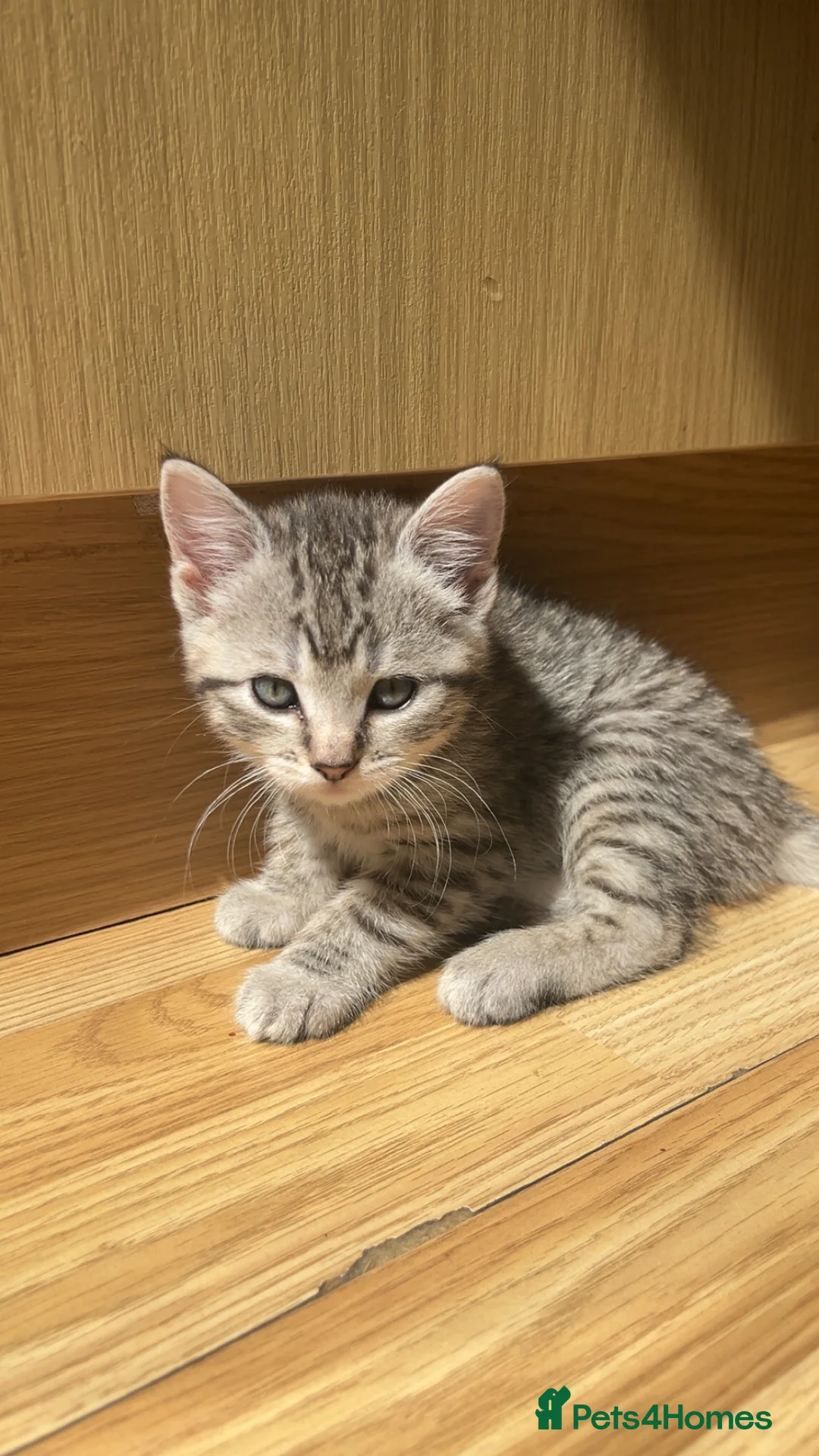Mixed Breed cats for sale: Ragdoll X British Short Hair kittens for SALE in Coventry - Advert 2