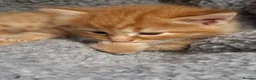 Mixed Breed cats for sale: 5 beautiful kittens for sale - Advert 18