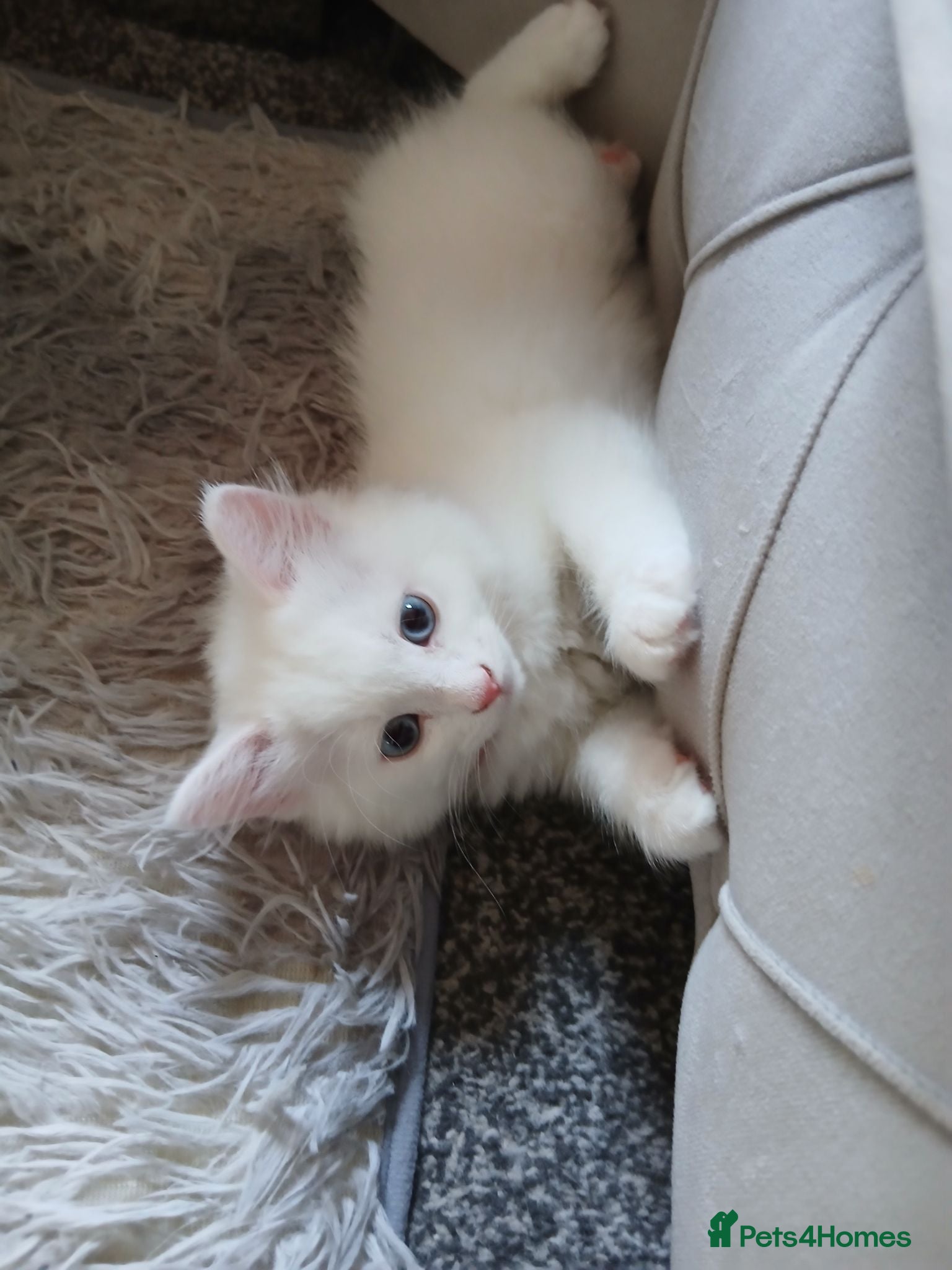 Ragdoll cats Reduced- Last kitten **Angoradoll** - Advert 2