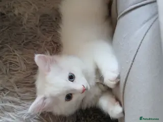 Ragdoll cats Reduced- Last kitten **Angoradoll** - Advert 3
