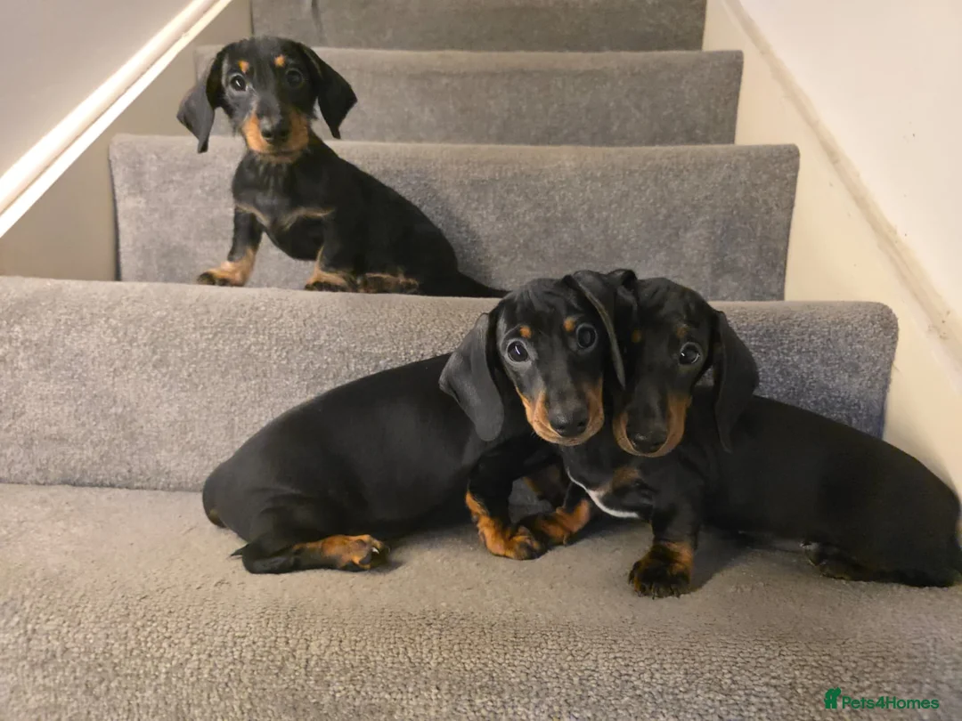 Miniature Dachshund dogs for sale: 3 Beautiful Girl Mini Dachshund - FULL Vaccinated in Manchester - Advert 13