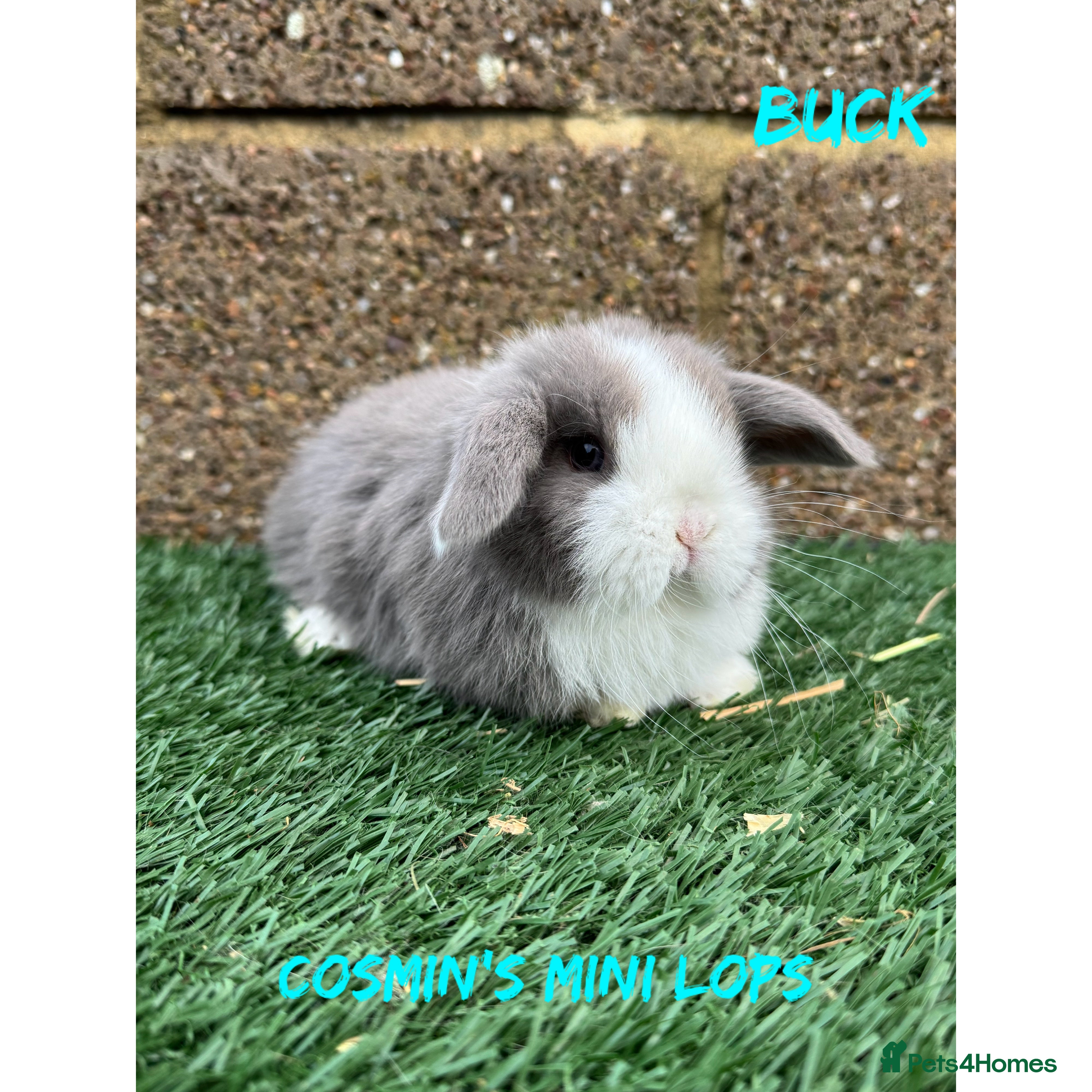 Mini Lop rabbits Pure breed mini lops  - Advert 6