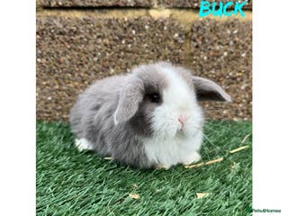 Mini Lop rabbits Pure breed mini lops - Advert 6