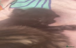 Mixed Breed cats for sale: Kittens for sale - Image 20
