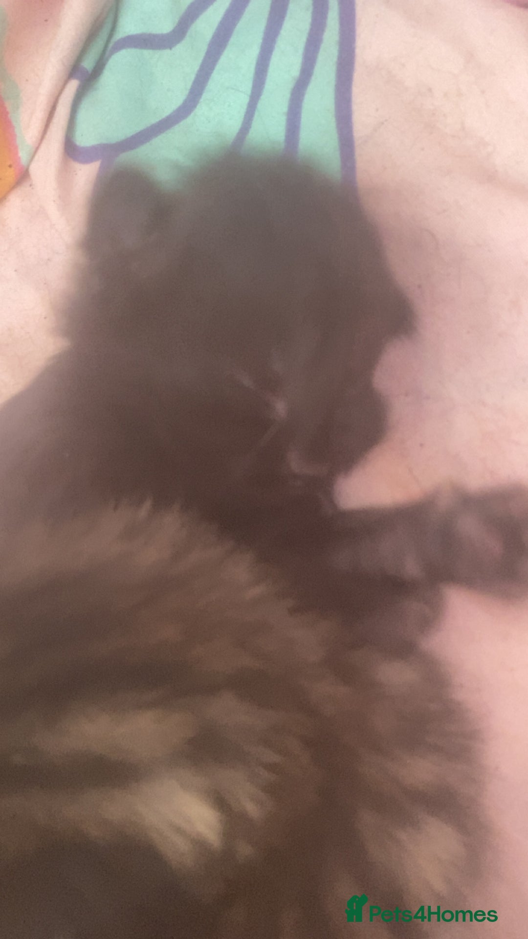 Mixed Breed cats for sale: Kittens for sale - Image 20
