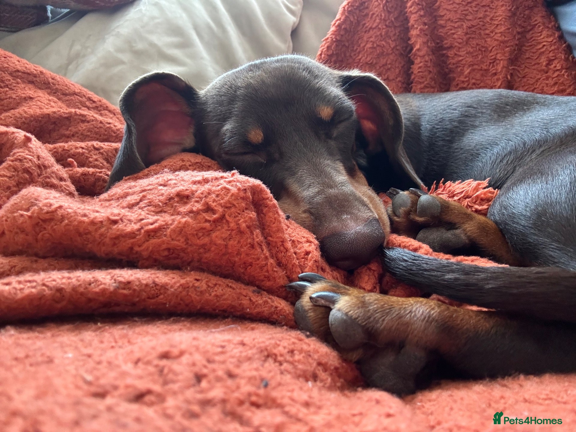 Dachshund dogs 7 month old puppy for sale - Advert 7