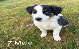 Welsh Collie dogs for sale: Stunning Welsh Border Collie Puppies – Rare Colour - Image 7