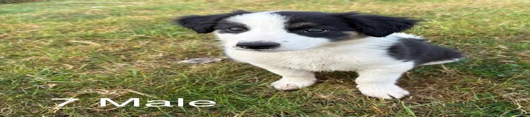 Classic Black & White Welsh Border Collie 