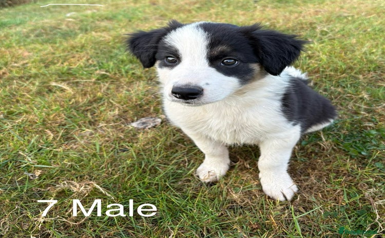 Welsh Collie dogs - Advert 3