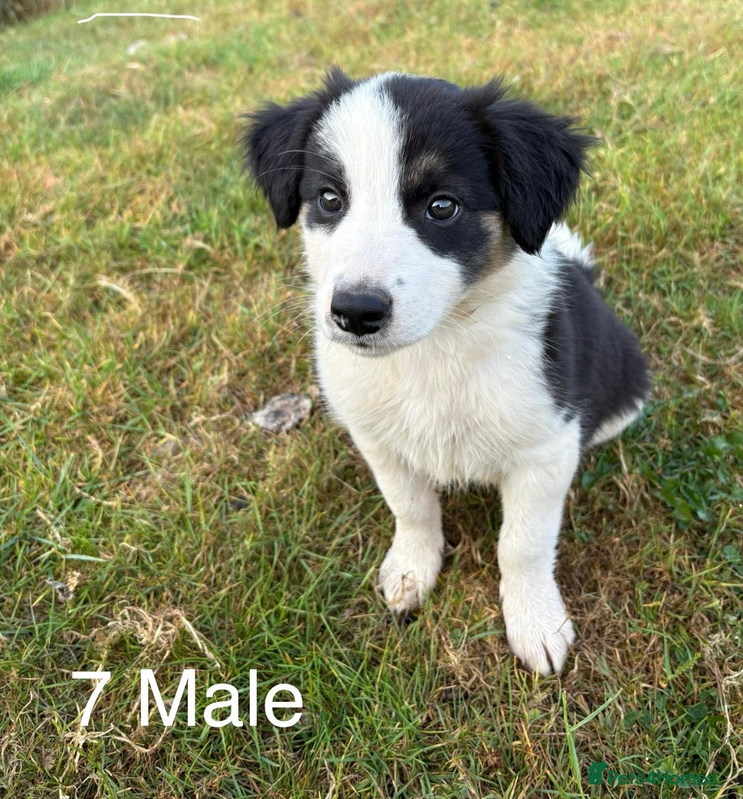Welsh Collie dogs for sale: Stunning Welsh Border Collie Puppies – Rare Colour - Image 7