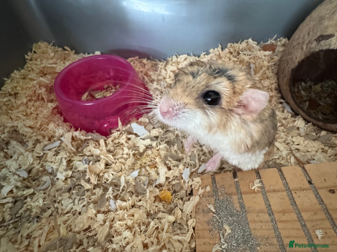 Gerbil rodents for sale: Duprasi (Fat Tailed) Gerbil - Rehome - Image 2