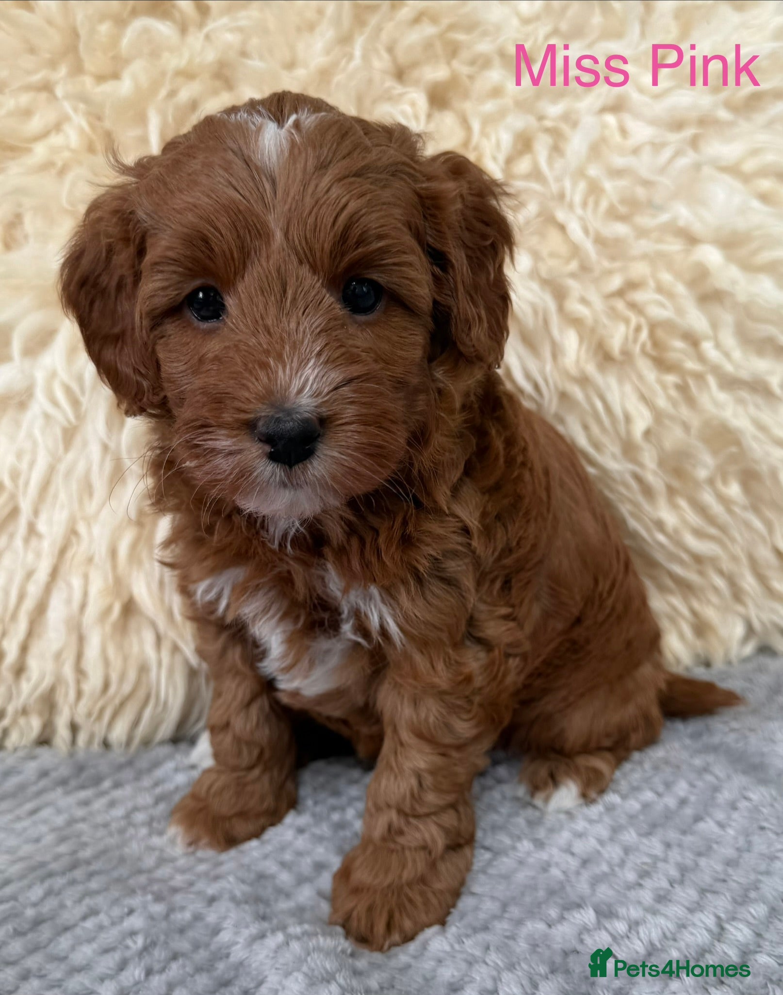 Australian Labradoodle dogs Stunning Australian labradoodle Pups  - Advert 2