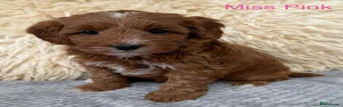 Australian Labradoodle 5