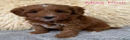 Australian Labradoodle dogs for sale: Stunning Australian labradoodle Pups  - Advert 2