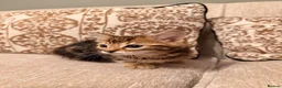 Bengal cats for sale: Bengal X Kittens  - Advert 6