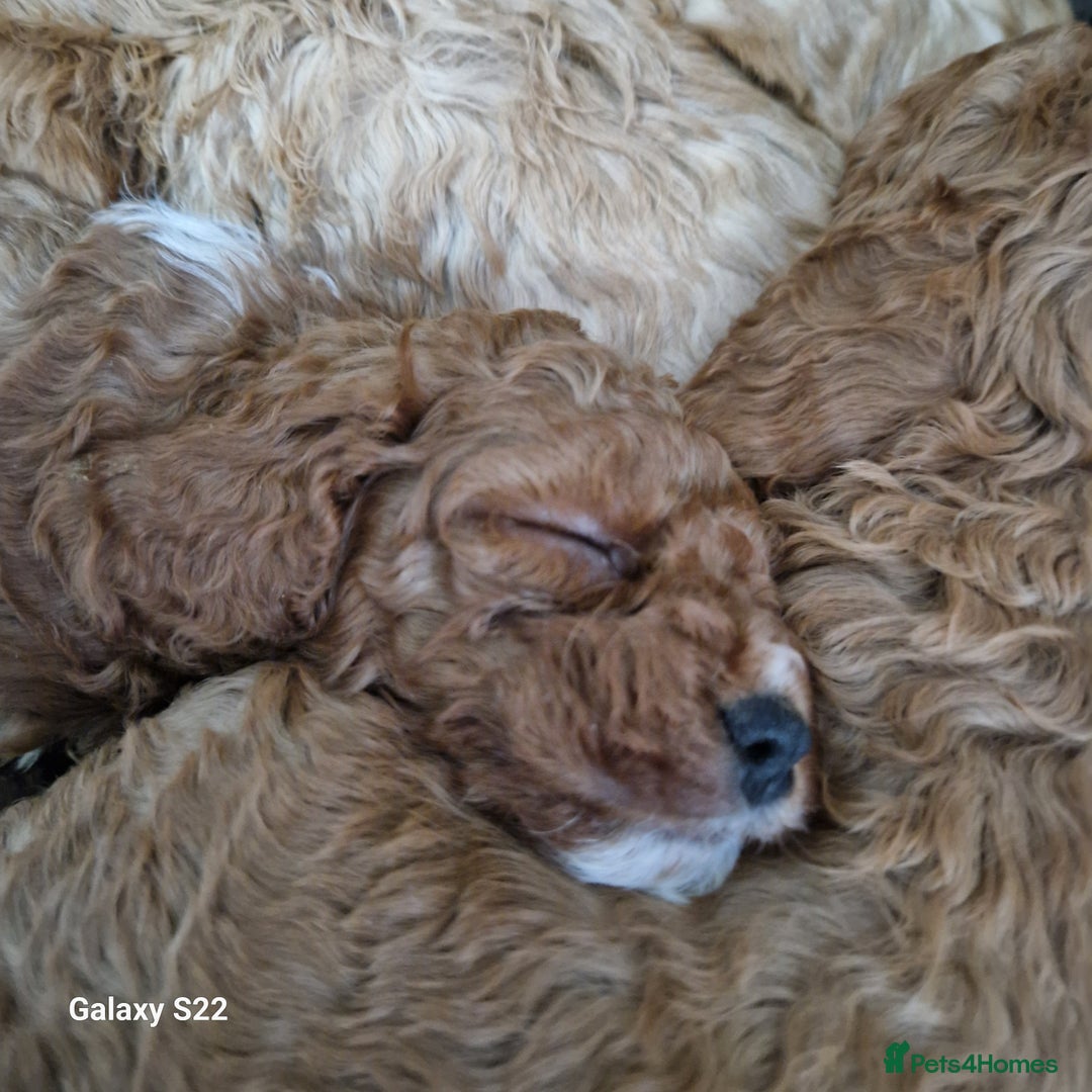 Cockapoo dogs for sale: Cockapoo - Advert 7