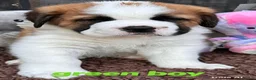 Saint Bernard dogs for sale: 5 stunning male St Bernard puppies in Rotherham - Advert 4