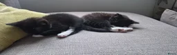 Mixed Breed cats for sale: Two female black and white kittens for sale - Advert 2