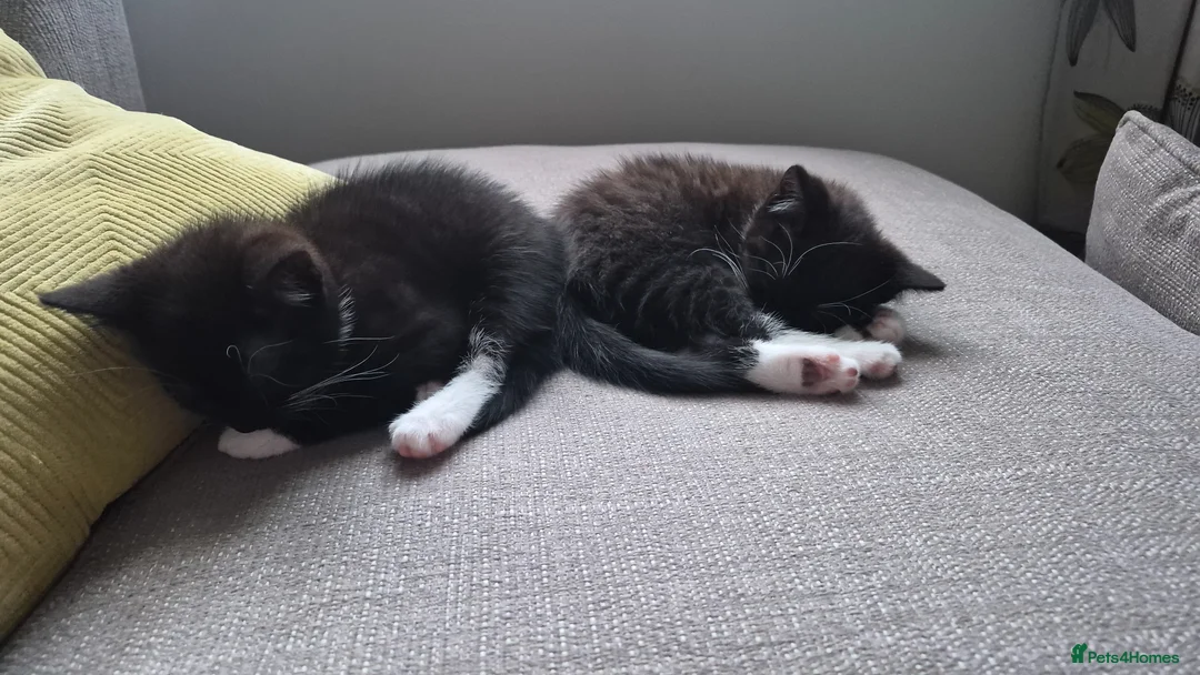 Mixed Breed cats for sale: Two female black and white kittens for sale - Advert 2