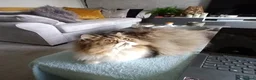 Persian cats for sale: Lilly – 6-Year-Old Persian - Advert 2