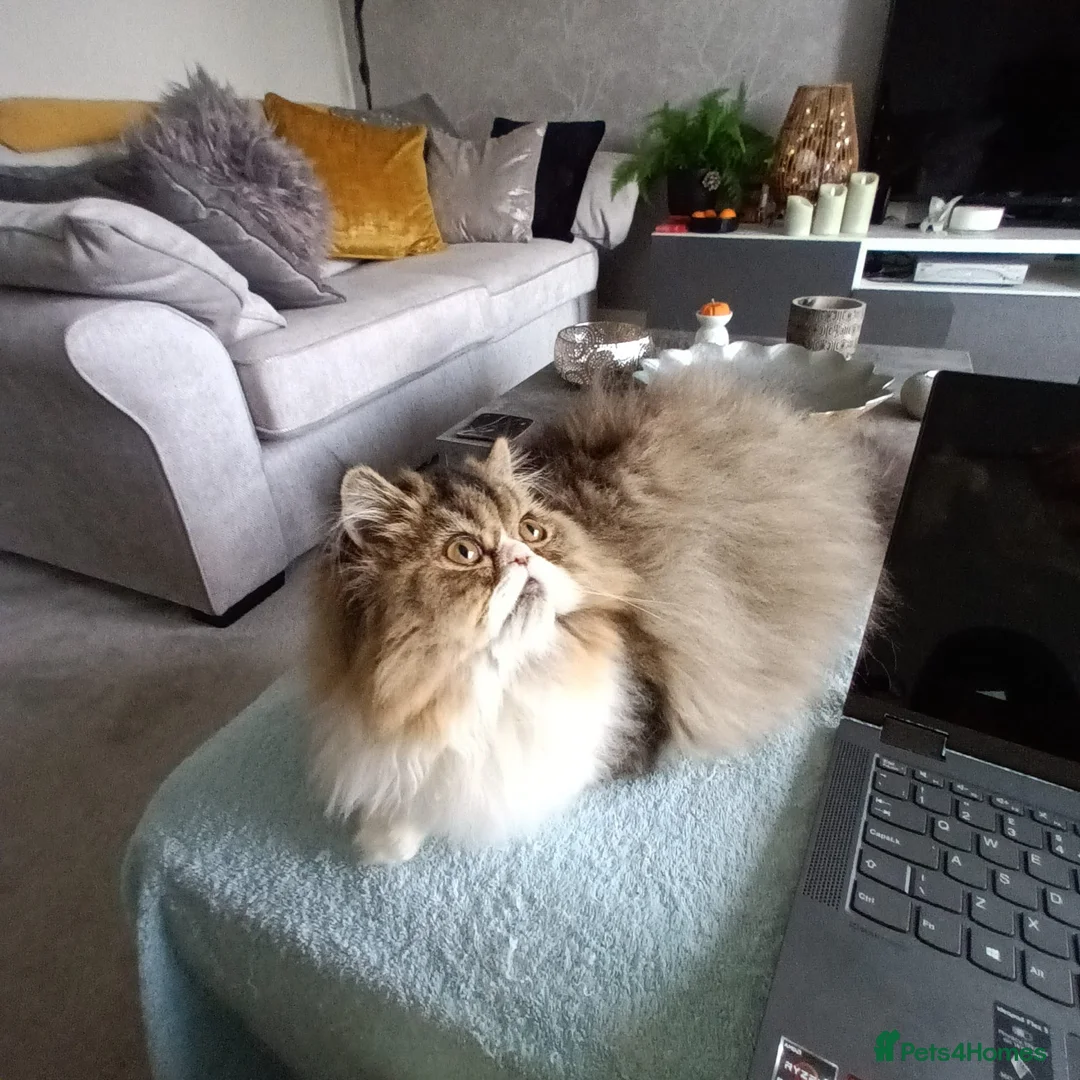 Persian cats for sale: Lilly – 6-Year-Old Persian - Advert 2