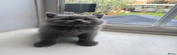 British Shorthair cats for sale: British shorthair kittens  - Advert 40