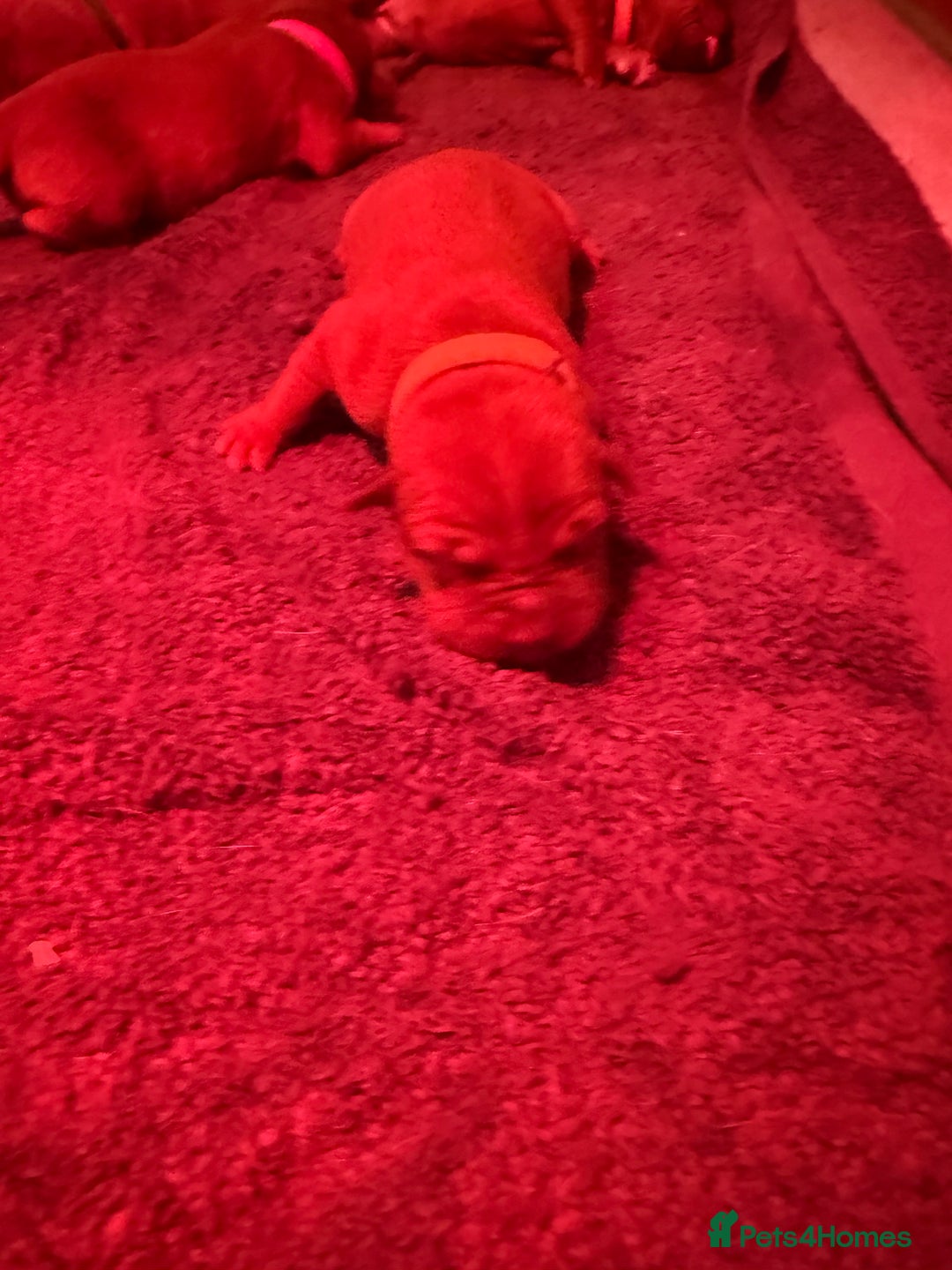 Dogue De Bordeaux dogs for sale: DOGUE DE BORDEAUX PUPPIES AVAILABLE 16/03/26 - Advert 18
