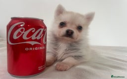 Pomsky dogs for sale: Honey I shrunk the Husky 😂 Genuine Toy size pomsk - Image 20