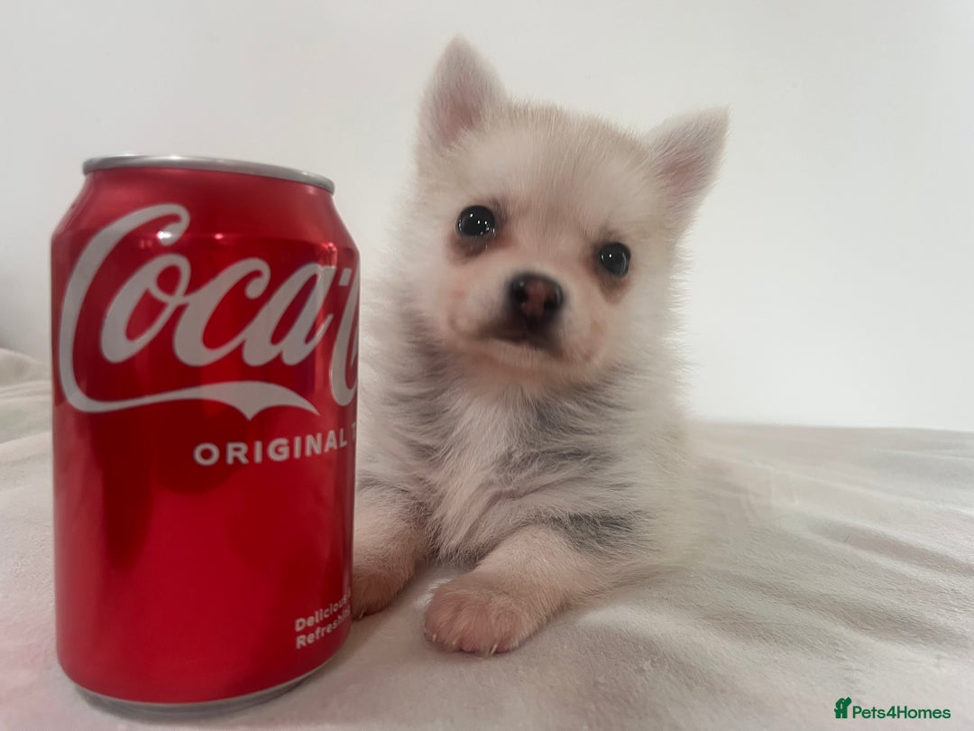 Pomsky dogs for sale: Honey I shrunk the Husky 😂 Genuine Toy size pomsk - Image 20