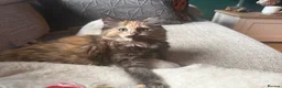 Maine Coon cats for sale: Maine coon kittens  - Advert 1
