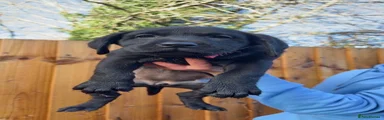 Labrador Retriever 3