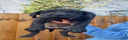 Labrador Retriever dogs for sale: Beautiful Labrador Retriever Puppies  in Hull - Advert 12
