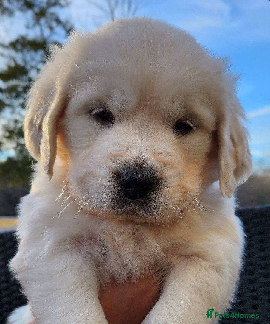 Golden Retriever dogs Pups ready for their new homes #only 3boys left. - Advert 1