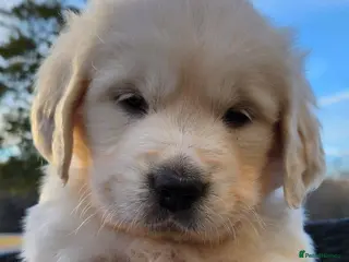 Golden Retriever dogs Pups ready for their new homes #only 3boys left. - Advert 1