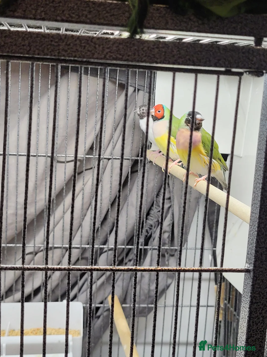 Finches birds for sale: Proven breeding pairs Gouldian finches - Advert 14