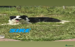 Border Collie dogs for sale: Sheepdog puppies - Advert 6