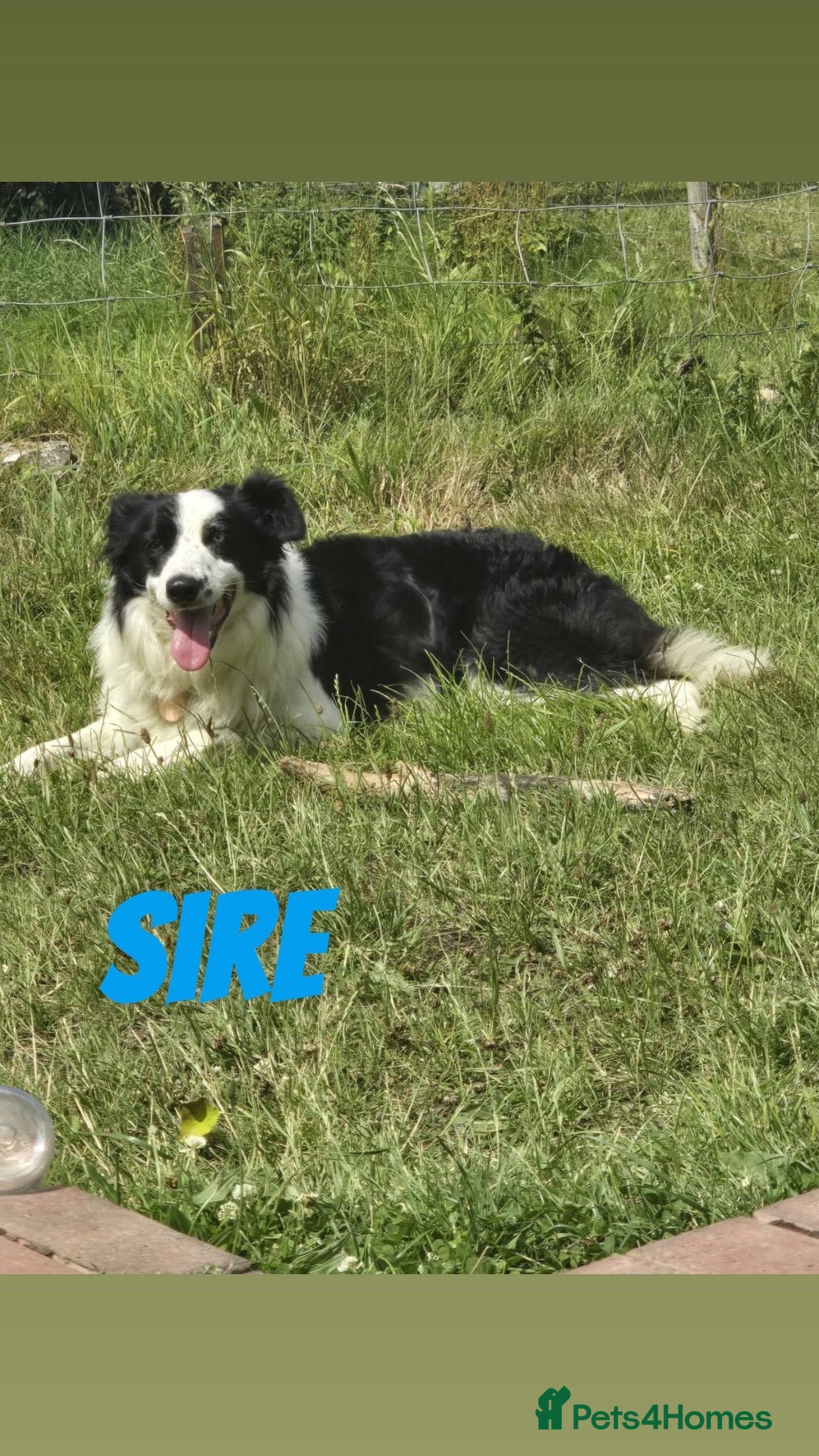 Border Collie dogs for sale: Sheepdog puppies - Advert 6