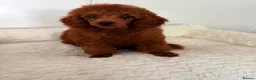 Toy Poodle dogs for sale: Beautiful babies available.  - Advert 6