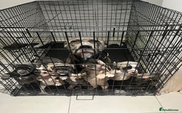American Bull Staffy dogs for sale: Mrs Stormi  - Image 7