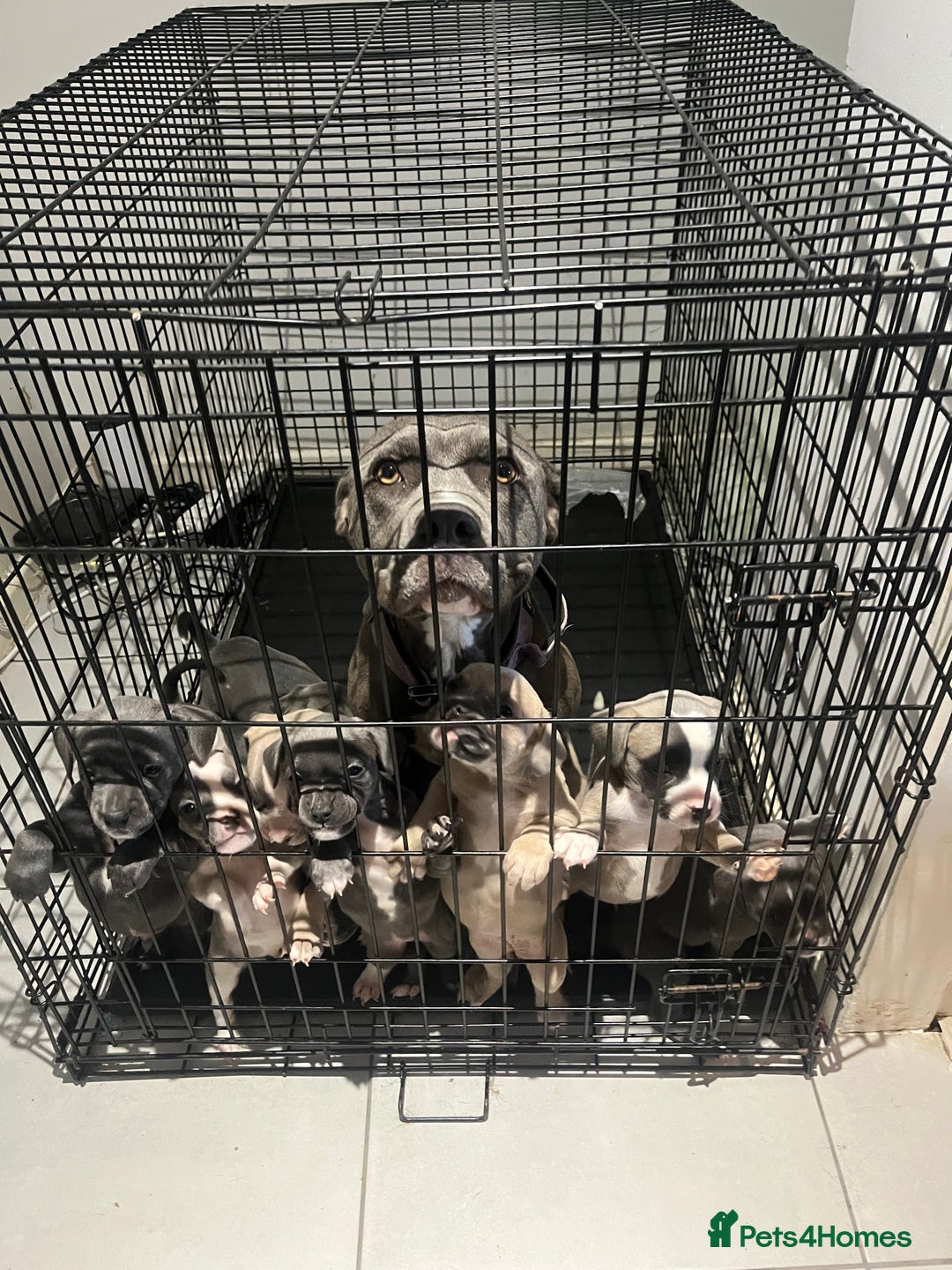 American Bull Staffy dogs for sale: Mrs Stormi  - Image 7