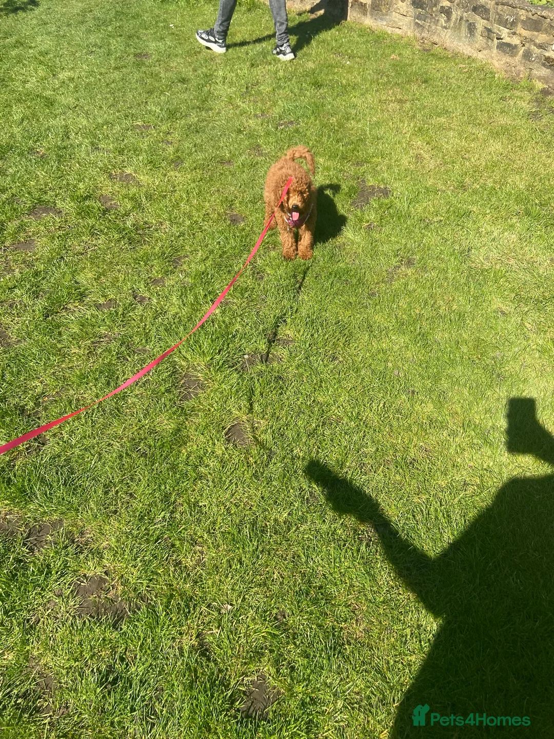 Cockapoo dogs for sale: Beautiful cockapoo girl  in Godalming - Advert 2